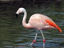 Chilean Flamingo (WWT Slimbridge September 2013) - pic by Nigel Key